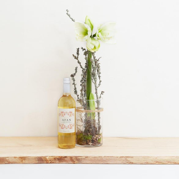 Hvid amaryllis i glas med Afan, Macabeo, Campo de Borja